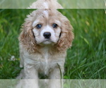 Small #6 Cocker Spaniel