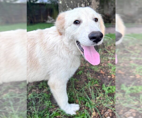Medium Photo #13 Great Pyrenees Puppy For Sale in Spring, TX, USA
