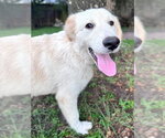Small #12 Great Pyrenees