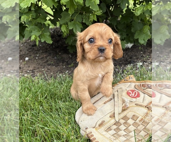 Medium Photo #3 Cavalier King Charles Spaniel Puppy For Sale in MIDDLEBURY, IN, USA