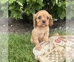 Small #2 Cavalier King Charles Spaniel