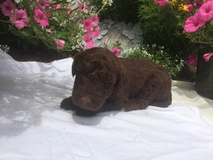 Labradoodle Puppy for sale in MILLERSBURG, OH, USA