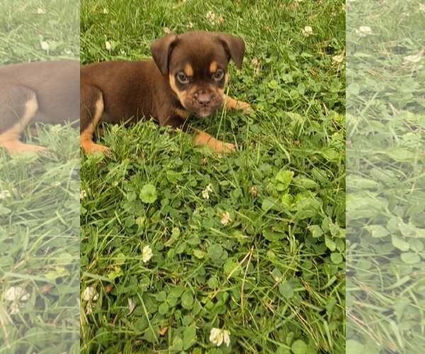 Medium Photo #2 Labrador Retriever-Unknown Mix Puppy For Sale in SHERBURNE, NY, USA