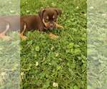 Small #1 Labrador Retriever Mix
