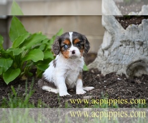 Cavalier King Charles Spaniel Puppy for sale in MILLERSBURG, OH, USA