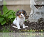 Image preview for Ad Listing. Nickname: Jasper