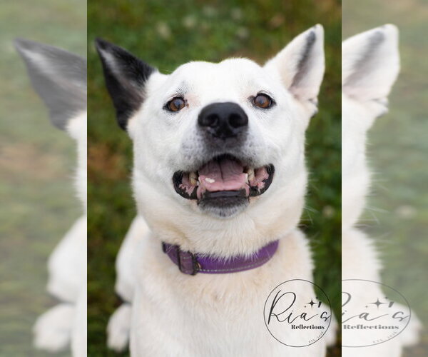 Medium Photo #6 Border Collie-Unknown Mix Puppy For Sale in Tabernash, CO, USA