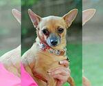 Small Chihuahua