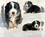 Small #1 Miniature Australian Shepherd
