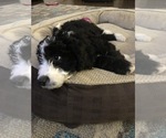 Small Photo #41 Aussiedoodle-Poodle (Standard) Mix Puppy For Sale in COMMERCE, MI, USA