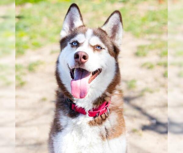 Medium Photo #1 Siberian Husky-Unknown Mix Puppy For Sale in Camarillo, CA, USA
