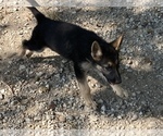 Small Photo #1 German Shepherd Dog Puppy For Sale in WALTON, KY, USA