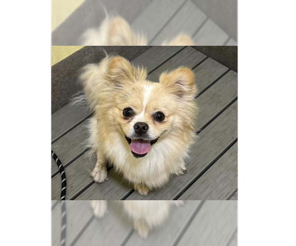 Medium Photo #2 Pomeranian-Unknown Mix Puppy For Sale in Greenbelt, MD, USA