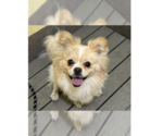 Small #1 Pomeranian Mix