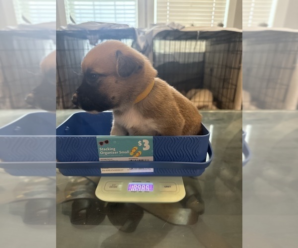 Medium Photo #2 Cattledog Shepherd Puppy For Sale in LULING, TX, USA