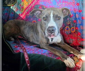 American Pit Bull Terrier Dogs for adoption in Ocala, FL, USA