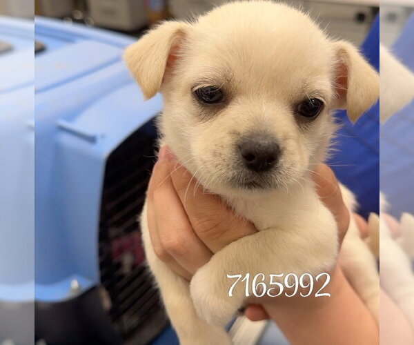 Medium Photo #1 Mutt Puppy For Sale in Chico, CA, USA