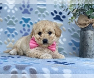 Pookimo Puppy for sale in LANCASTER, PA, USA