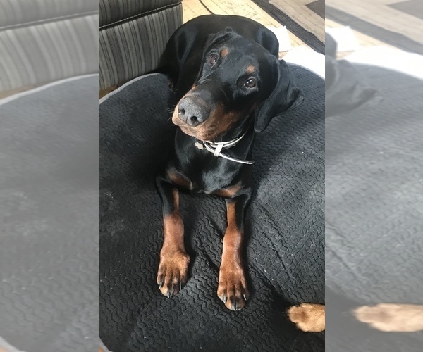 Medium Photo #22 Doberman Pinscher Puppy For Sale in SCAPPOOSE, OR, USA