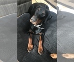 Small Photo #22 Doberman Pinscher Puppy For Sale in SCAPPOOSE, OR, USA