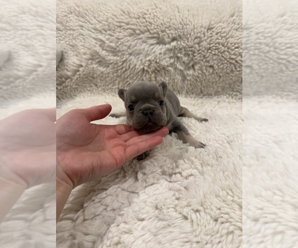 Medium Photo #1 French Bulldog Puppy For Sale in KALISPELL, MT, USA