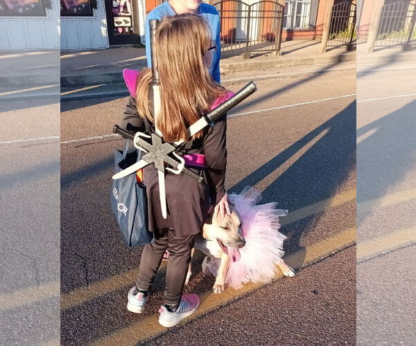 Medium Photo #3 American Pit Bull Terrier-Unknown Mix Puppy For Sale in Monticello, MS, USA