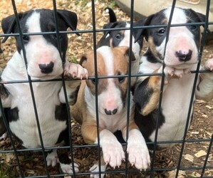 Bull Terrier Puppy for sale in BETWEEN, GA, USA