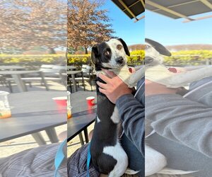 Beagle-Chihuahua Mix Dogs for adoption in Atlanta, GA, USA