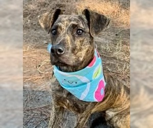 Mutt Dogs for adoption in Shillington, PA, USA