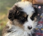 Small #2 Miniature American Shepherd