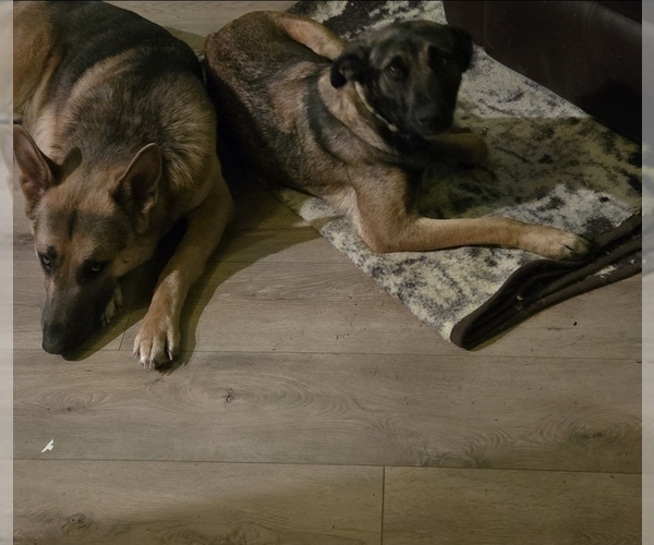 Medium Photo #2 German Malinois Puppy For Sale in BANGOR, ME, USA