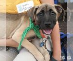 Small #3 Mutt