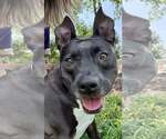 Small #3 American Pit Bull Terrier Mix