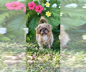 Mikey James & Leo Thomas - Male Shih Tzu Dog for Adoption - Photo #6
