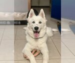 Small #7 Siberian Husky Mix
