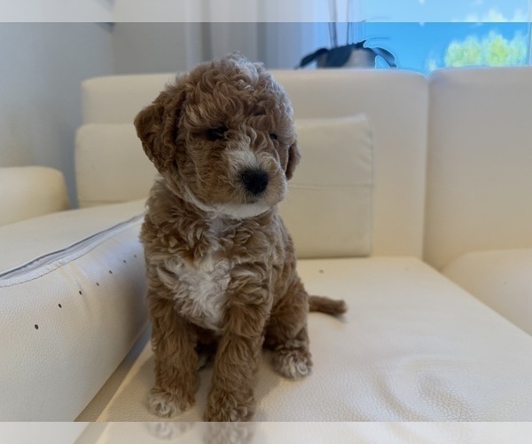 Medium Photo #12 Labradoodle Puppy For Sale in THOUSAND OAKS, CA, USA