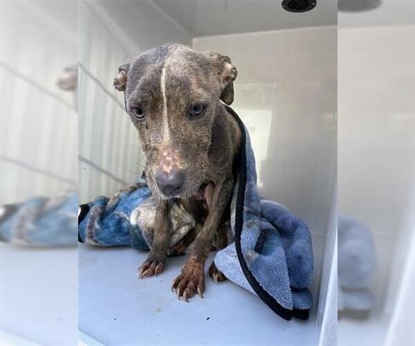 Medium Photo #1 American Pit Bull Terrier-Unknown Mix Puppy For Sale in Houston, TX, USA