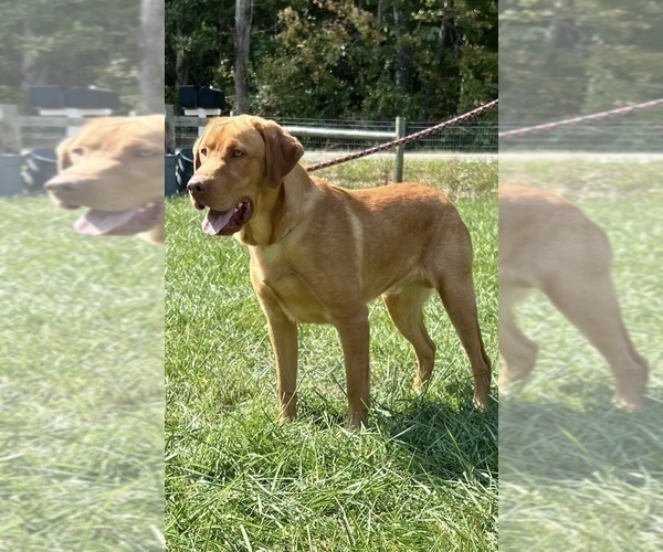 Medium Photo #1 Labrador Retriever Puppy For Sale in NEOLA, WV, USA