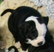 Small Photo #3 Alapaha Blue Blood Bulldog Puppy For Sale in COLUMBUS, OH, USA