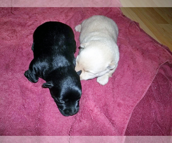 Medium Photo #1 Scottish Terrier Puppy For Sale in MEAD, WA, USA