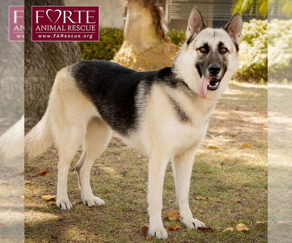 Medium Photo #5 Gerberian Shepsky Puppy For Sale in Marina del Rey, CA, USA