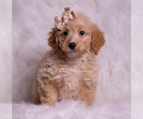 Medium Photo #4 Goldendoodle (Miniature) Puppy For Sale in WARSAW, IN, USA