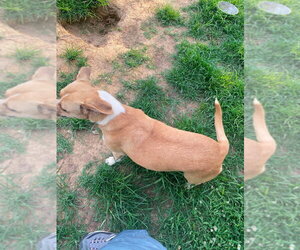 Livvy - Female Mutt Dog for Adoption - Photo #7