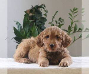 Goldendoodle-Poodle (Miniature) Mix Puppy for sale in AUGUSTA, WV, USA