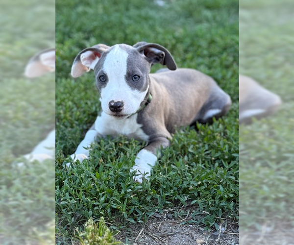 Medium Photo #6 Mutt Puppy For Sale in Wenonah, NJ, USA