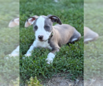 Small #5 Mutt