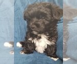 Small Photo #32 Morkie Puppy For Sale in HOLLAND, MI, USA