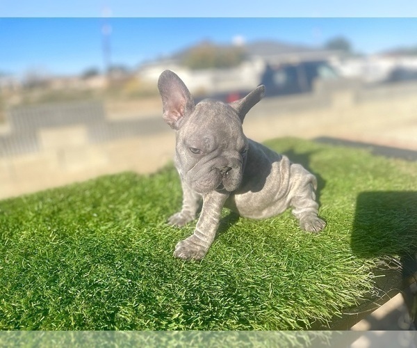Medium Photo #14 French Bulldog Puppy For Sale in LOUISVILLE, KY, USA
