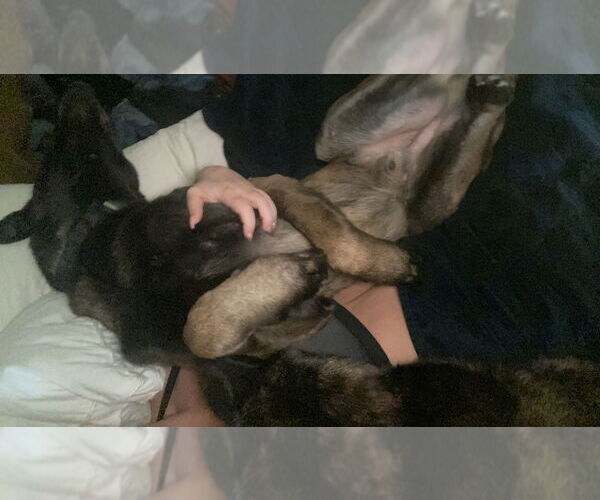 Medium Photo #7 Mutt Puppy For Sale in Imlay City, MI, USA