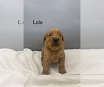 Small #6 Golden Retriever
